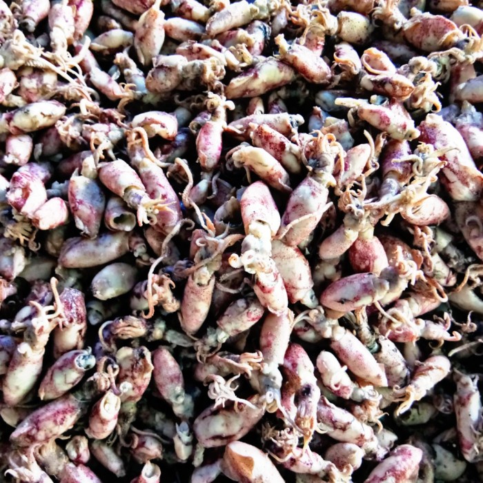 

Jual Baby Cumi Asin fresh 500gram