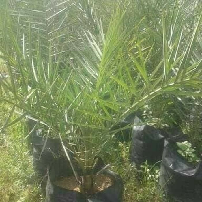 

Pohon kurma azea - kurma azwa usia 2 tahun
