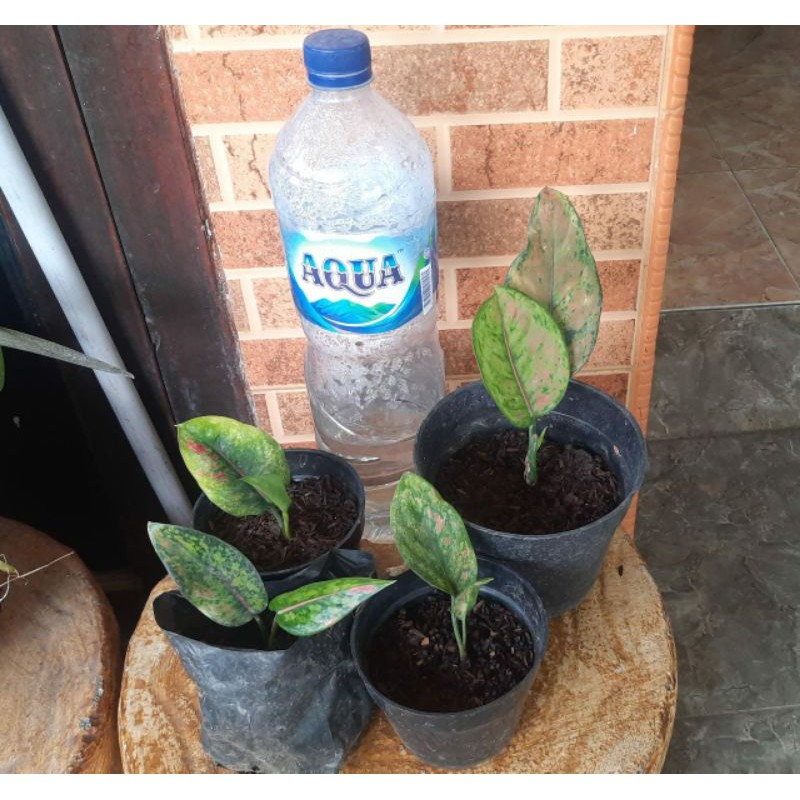 AGLONEMA HENGHENG BABY DAN DEWASA