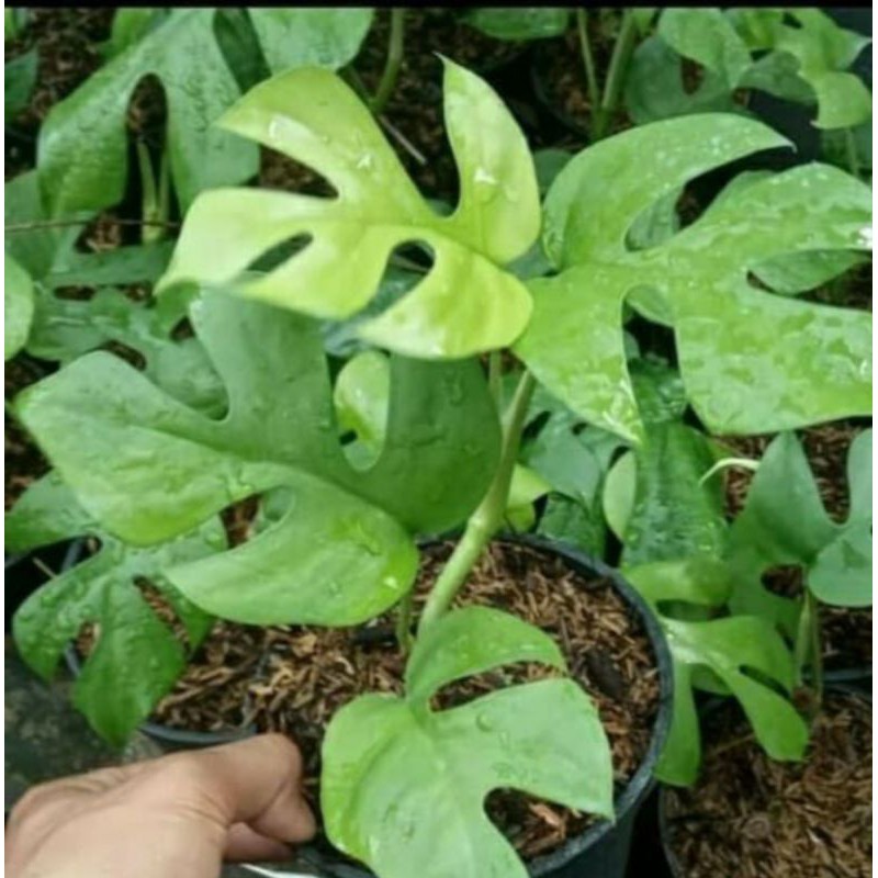 bibit tanaman hias monstera king anakan dewasa
