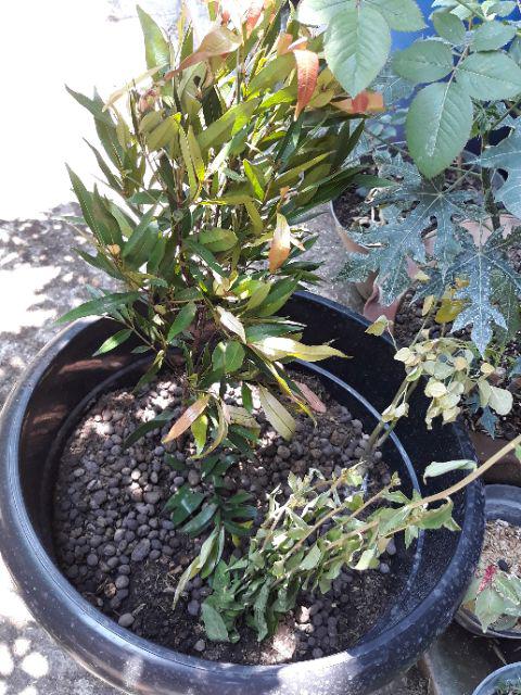 New Produck!! Bibit Cutting Stek Lee Kwan Yew - Lee Kwan Yeu - Tanaman Hias Rambat