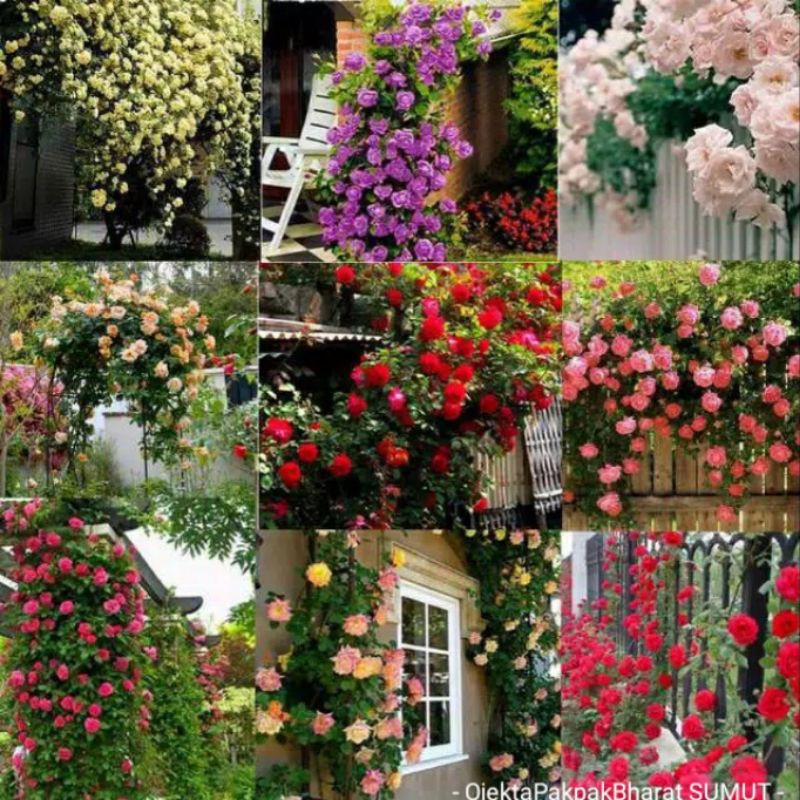 Bunga Mawar Rambat Thailand 9 Warna Campur Sudah ada akar dan daun bukan biji benih