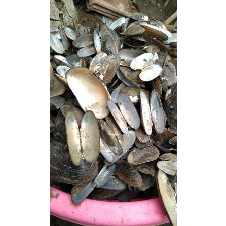 Cangkang kerang kijing sungai bahan pembuatan kerajinan