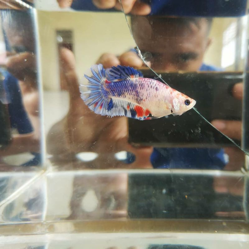 Real Pict || Indukan Koi Multy Ikan Cupang Top Grade