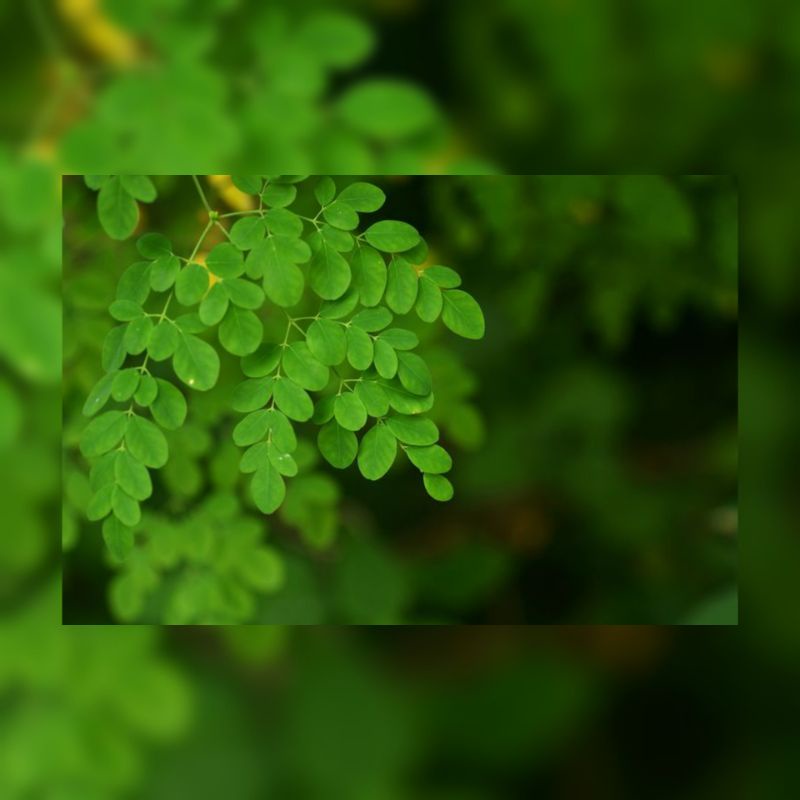 

DAUN KELOR / MERUNGGAI