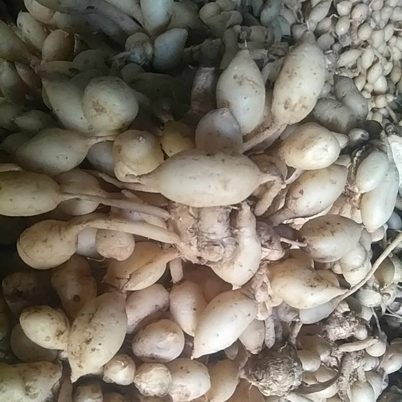

KUNYIT PUTIH GOMBYOK / KUNIR PUTIH ASLI (GRADE A) 500 GRAM