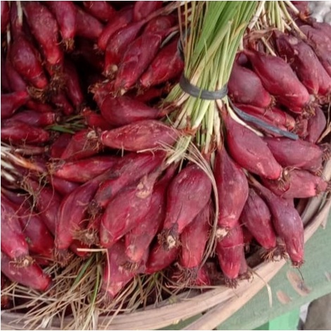 

BAWANG DAYAK SEGER UNTUK KESEHATAN 1KG