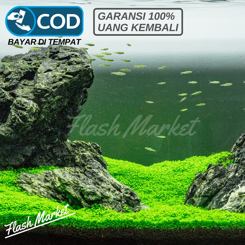 Benih Rumput Aquascape Aquarium Bibit Rumput Carpet Seed Grass Tanaman Aquascape
