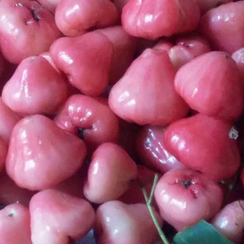 

jambu air merah segar 1kg