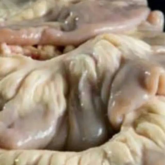 

Usus sapi segar/ Tambusu