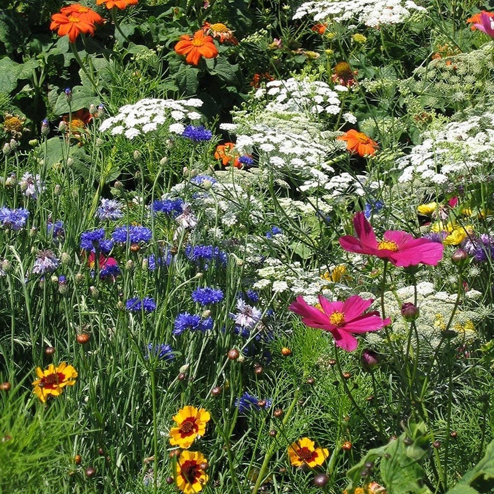 PlantaSeed - 200 Seeds - 20 Jenis Dry Land Wildflower Mix Benih Biji Bunga - PAS0188