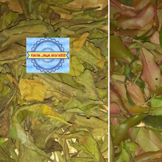 

Daun benalu atou daun benalu jambu air kering per 500 grm