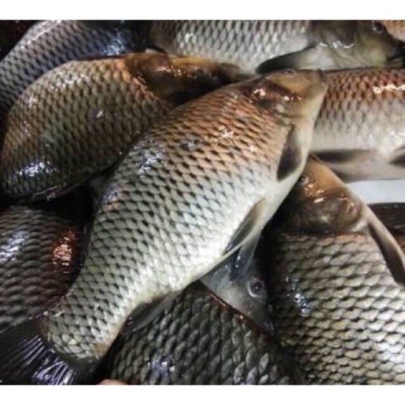 Ikan Mas 1kg isi 3/4 ekor