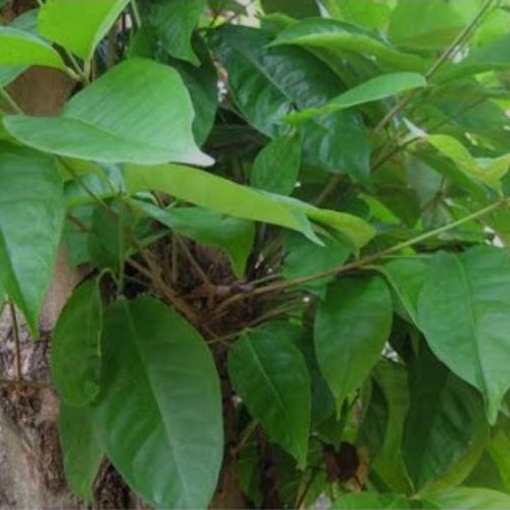 

Daun Salam segar 10 lembar
