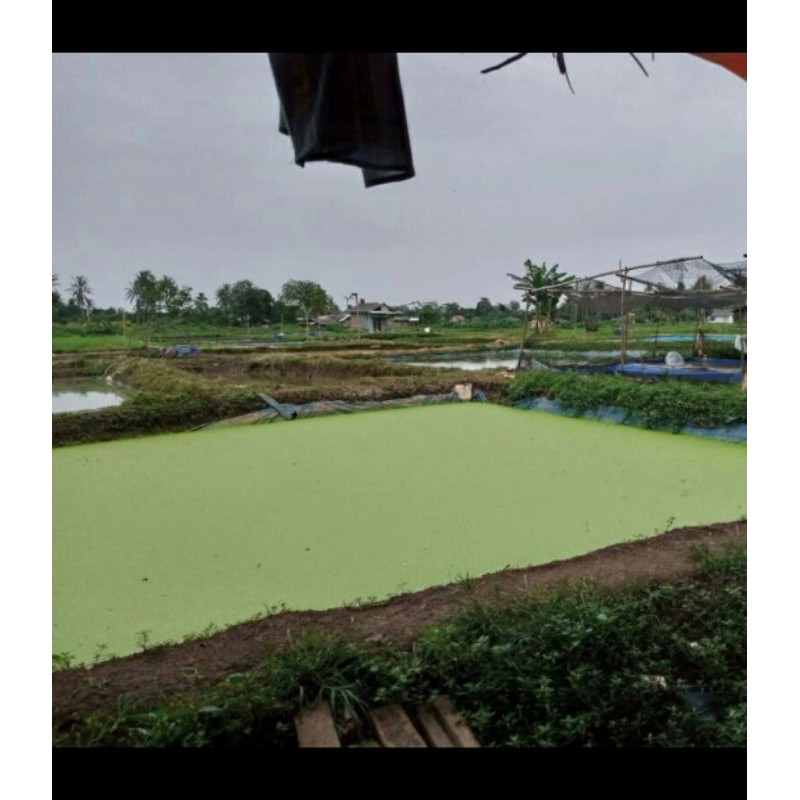 tanaman air mata lele apu