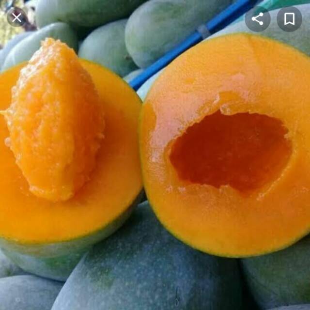 

Mangga Alpukat/Klonal 21