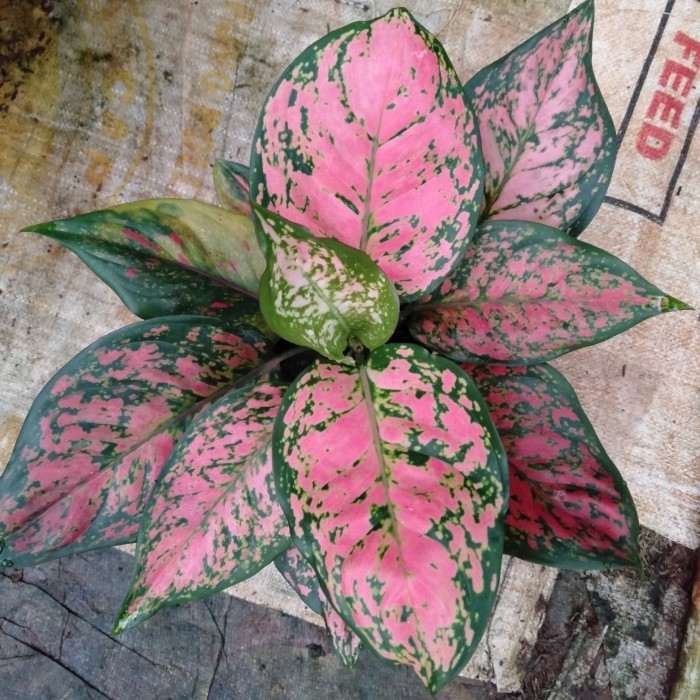 tanaman hias aglonema dud anjamani - aglonema dud anjamani indukan