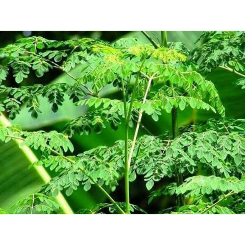 

kelorsegarlangsungpetikperikat