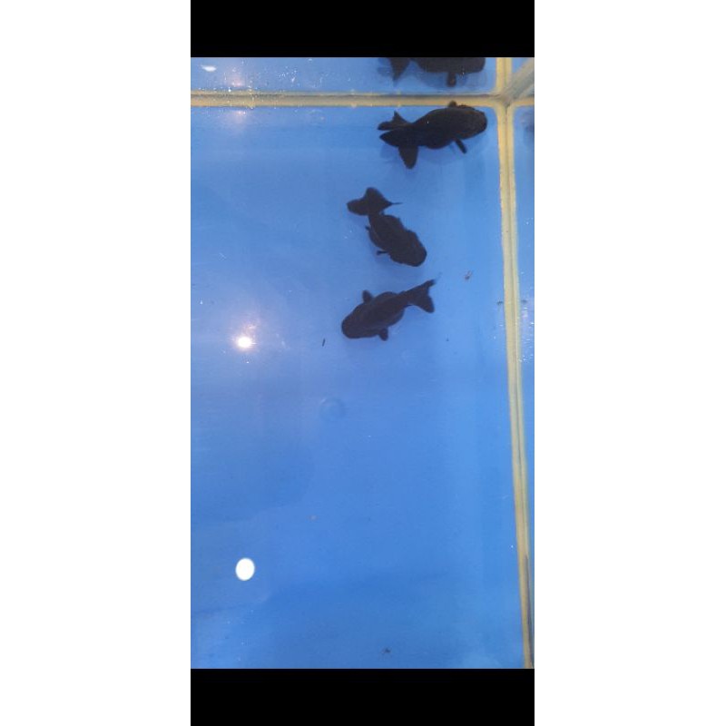 

ikan koki black ranchu 5-6cm
