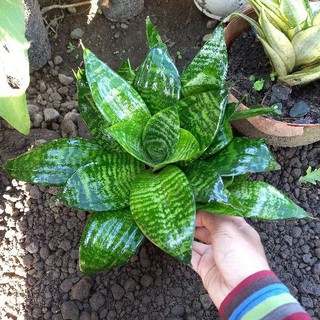 SANSEVIERIA MINI GOLDEN HAHNII LIDAH MERTUA PAGODA  