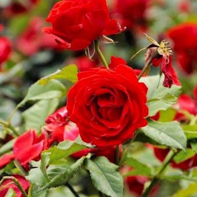 Bibit bunga mawar merah super Wangi