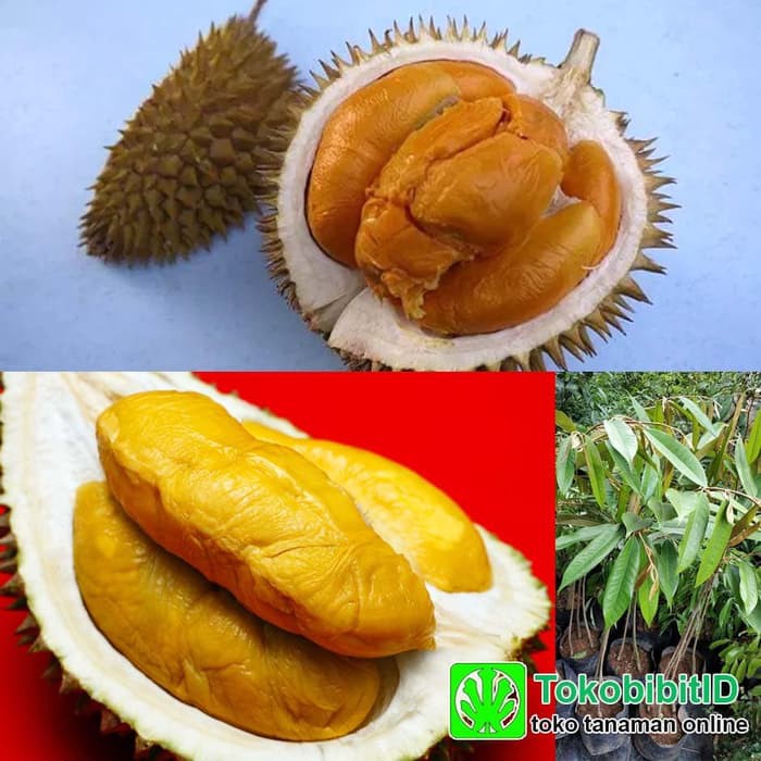 Tanaman Durian Duri Hitam Kaki 3 - Tinggi 1 Meter