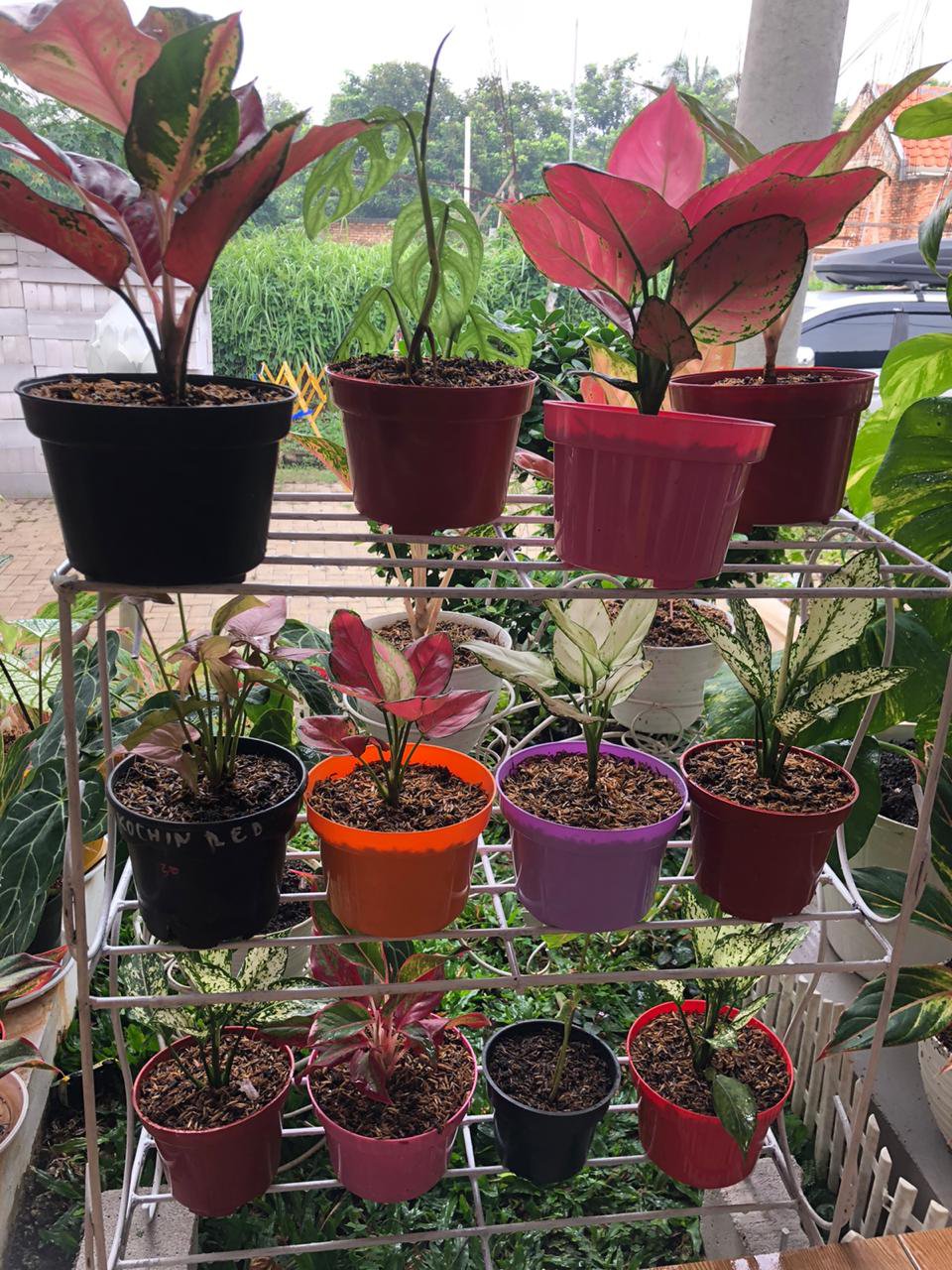 Pupuk Bunga Buah Dekastar Plus Osmocote 6-13-25 100 Gr