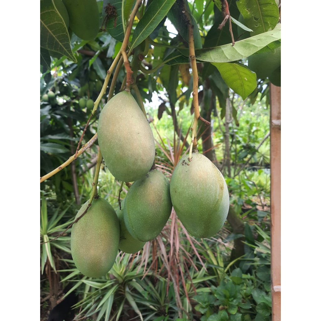 Bibit Mangga Manalagi/Tanaman Mangga Manalagi Okulasi(Jaminan Original)