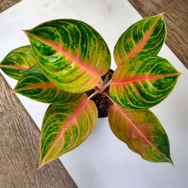 Bunga aglonema jackpot Jamila / Jamila jackpot / Jamila jek pot