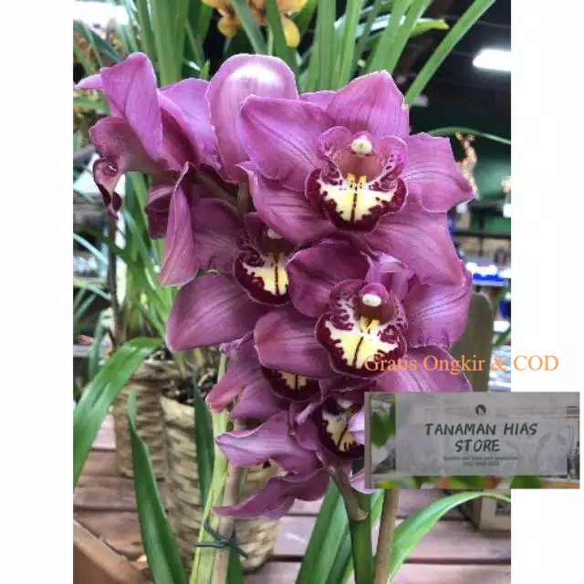 PROMO COD CYMBIDIUM/ANGGREK TANAH (tanaman hidup bunga hidup cantik cantik murah kembang hidup asli