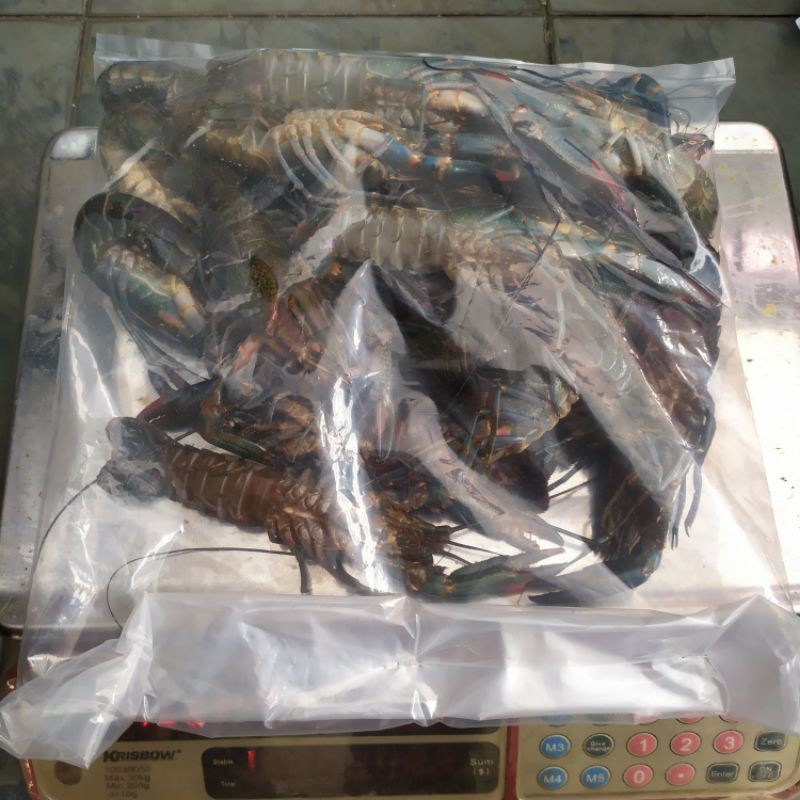 

Lobster air tawar konsumsi Frozen/beku/ crayfish segar size small