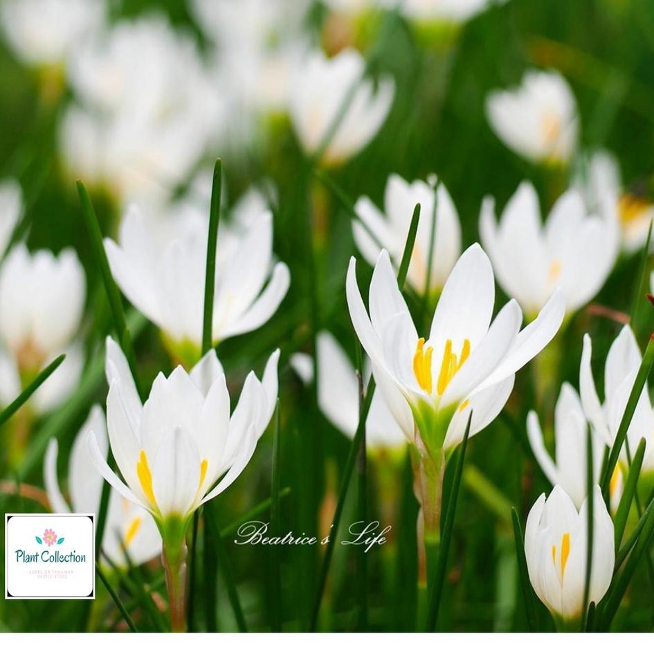 B*A*R*U-575  TANAMAN HIAS RAIN LILY