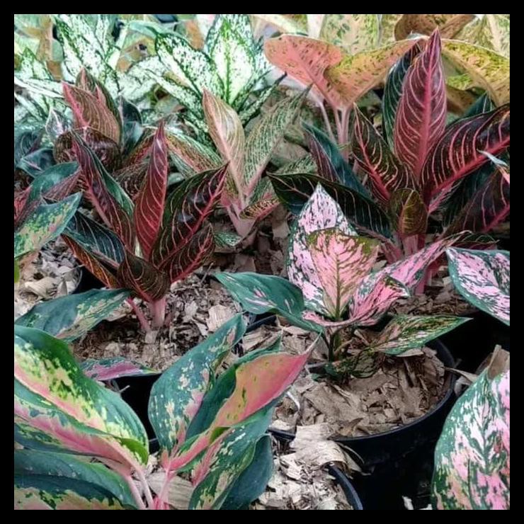 Tanaman Hias Aglonema Red Sumatera - Aglaonema Red Sumatera