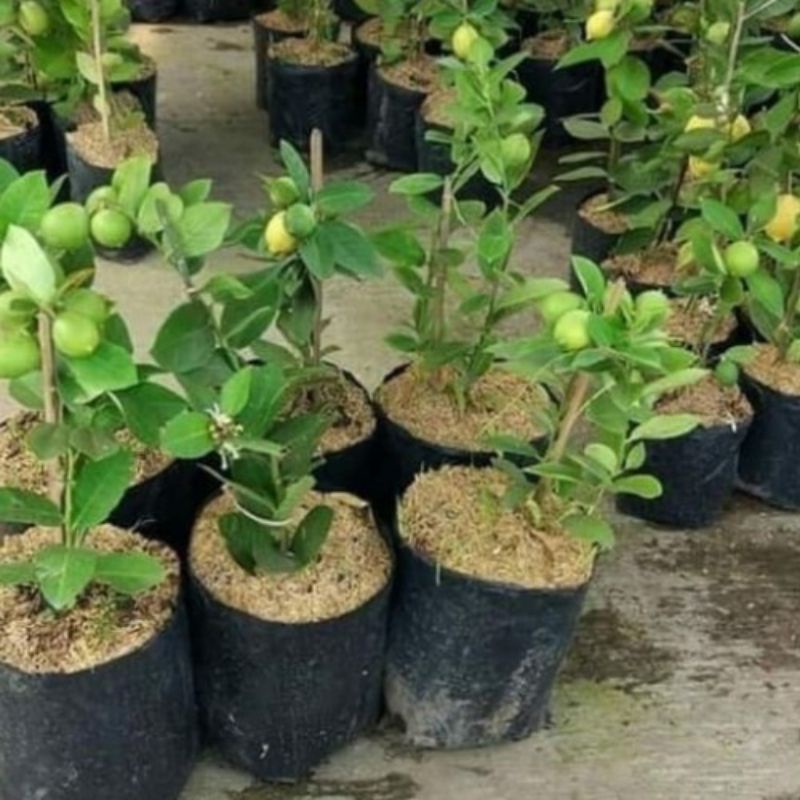 Bibit Buah Jeruk Lemon Sudah Berbuah