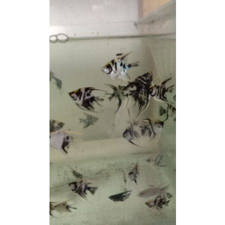 ikan manfish ukuran koin