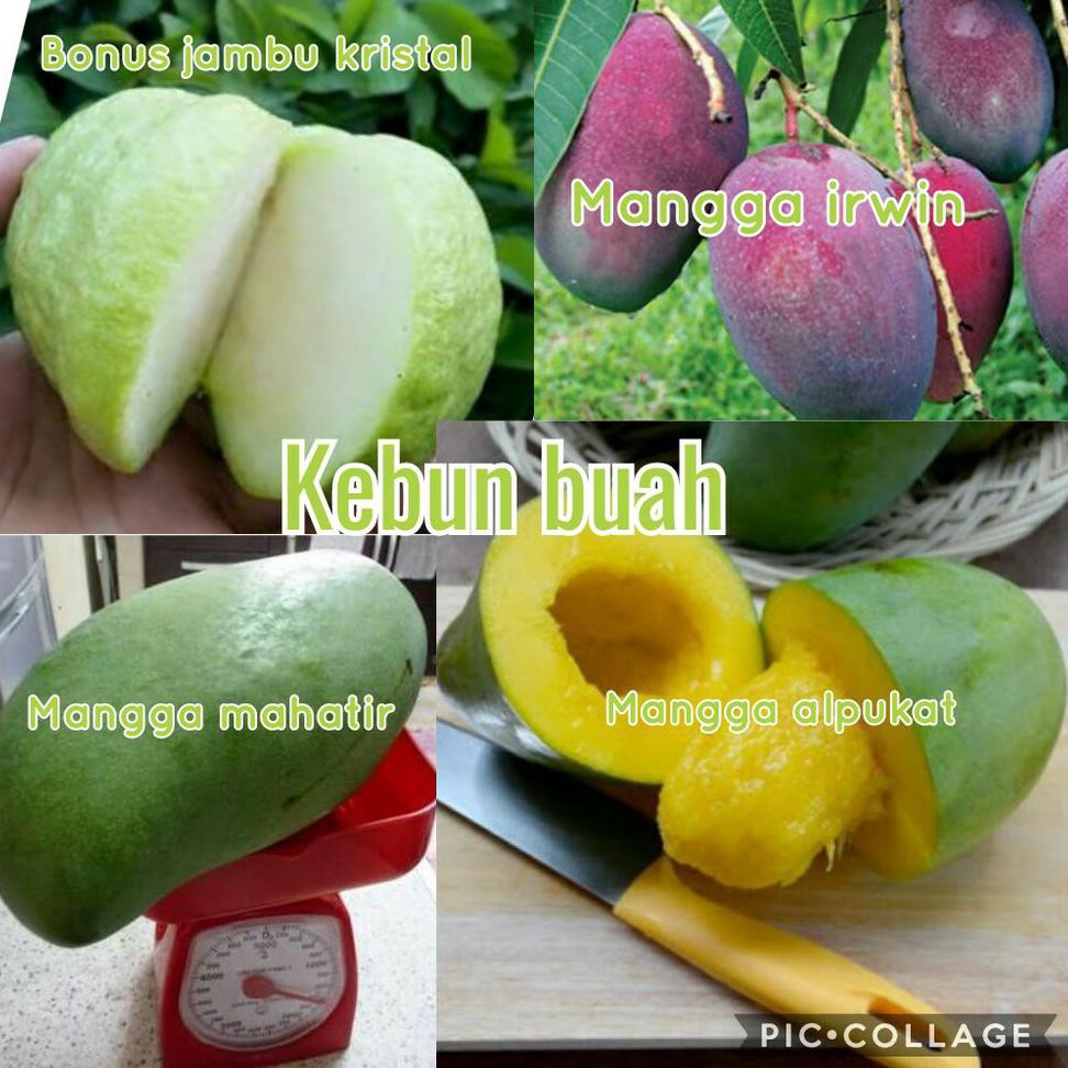 Stok Ready Paket Hemat Bibit Tanaman Buah Mangga Alpukat - Mangga Red Emperor - Mangga Mahatir
