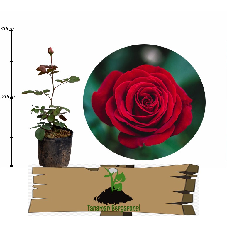 Tanaman Bunga Mawar Merah Maroon (rosa sp)Berbunga Besar