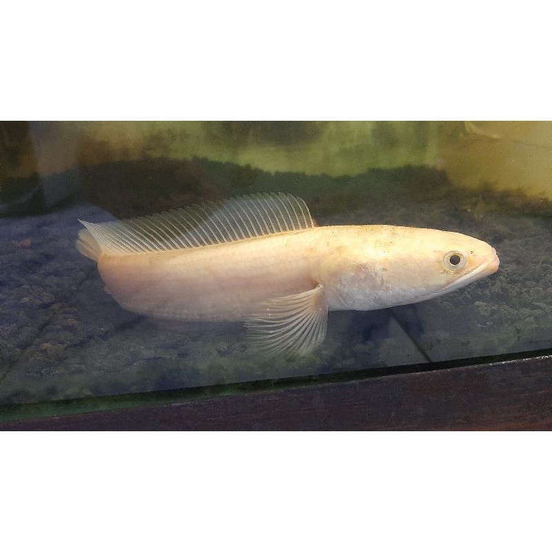 channa striata albino size 20cm