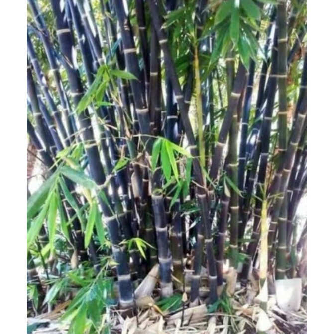 Benih bambu hitam
