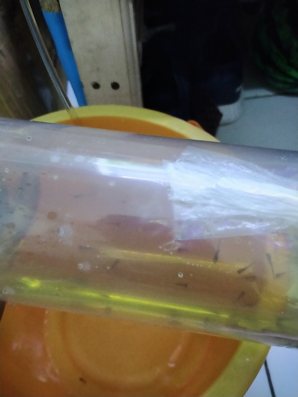 Glowlight Tetra Neon Api