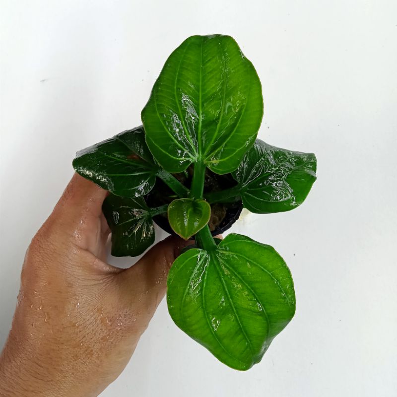 Echinodorus Iguazu 2009 - Tanaman Aquascape Aquarium