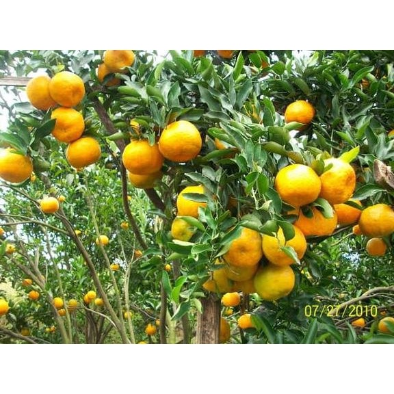 LAGI VIRAALL Pnp Bibit Tanaman Buah Jeruk Manis Baby TOP MARKOTOP