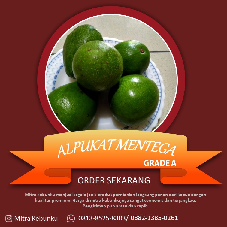 

ALPUKAT MENTEGA