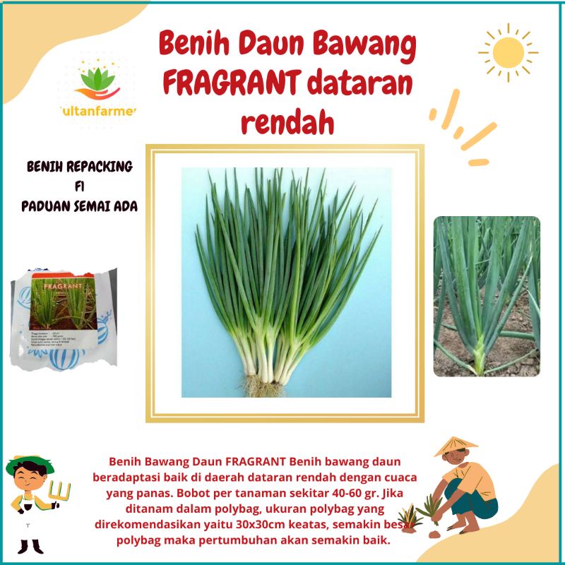 10 Biji - Benih Daun Bawang FRAGRANT dataran rendah