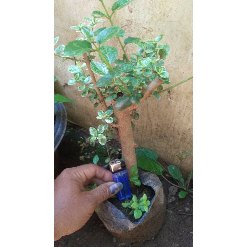 bonsai sancang varigata  @bibit sancang