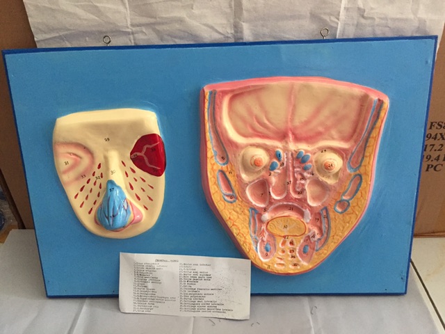 Model Penampang Hidung /Torso/ Alat Peraga pendidikan / Anatomi