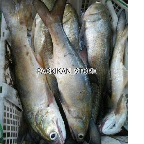 

Ikan Senangin Segar Ikan Segar Kuro Senangin