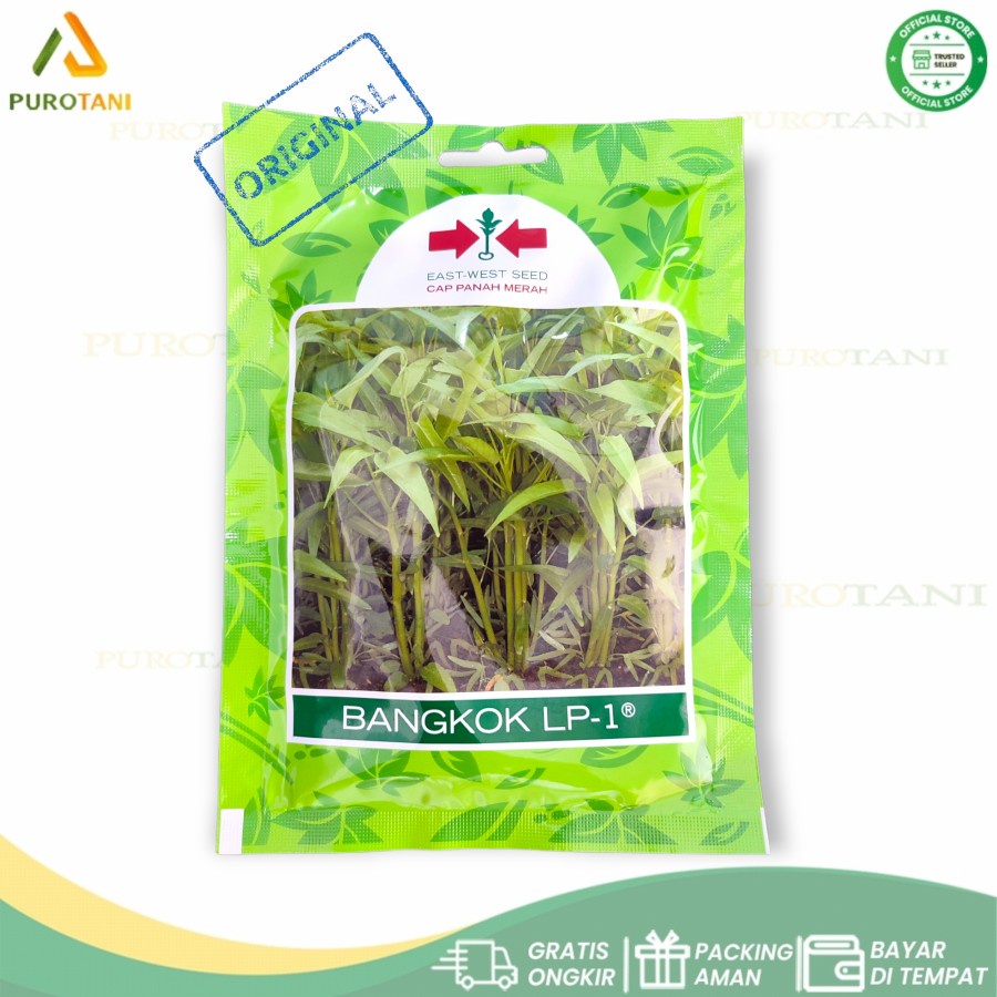 Biji kangkung bangkok panah merah LP-1 1500 Butir