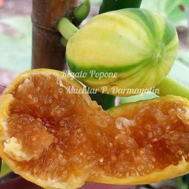 Jual Bibit Buah Tin Jenis Regato Popone Cangkok Murmer Kab Ponorogo Tanemanku Tokopedia