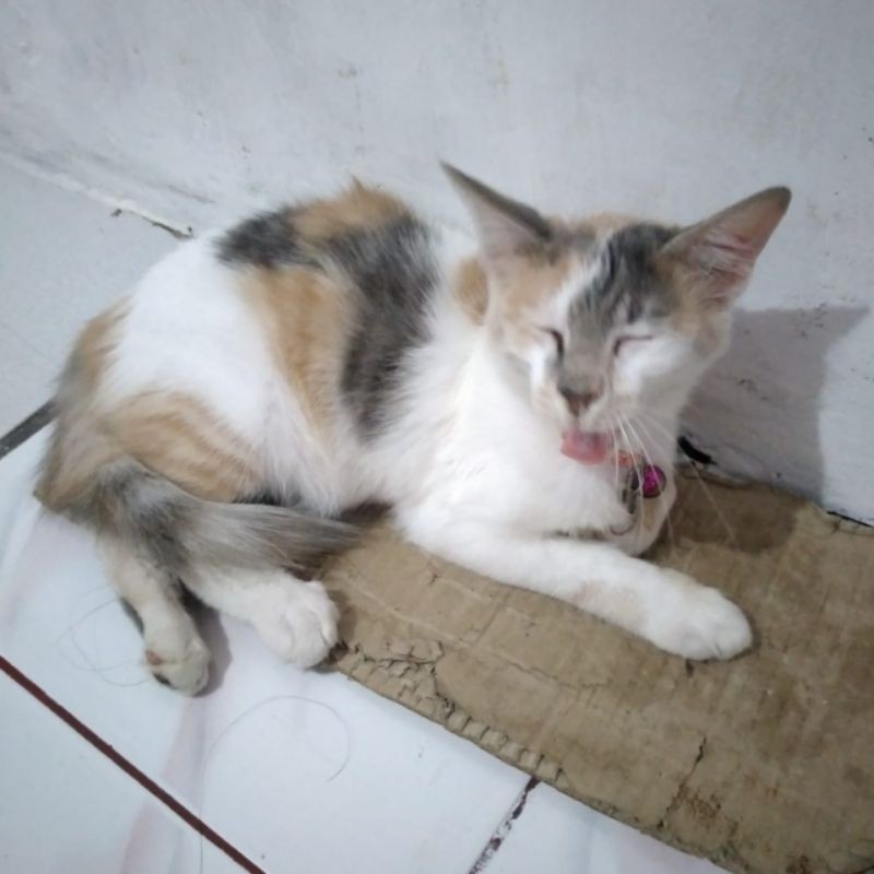 kucing anggora gemuk asli dari amerika, bisa bersihin lantai, makannya banyak beratnya 60kg